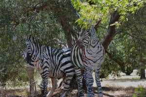 carrick hill 2014 (5)